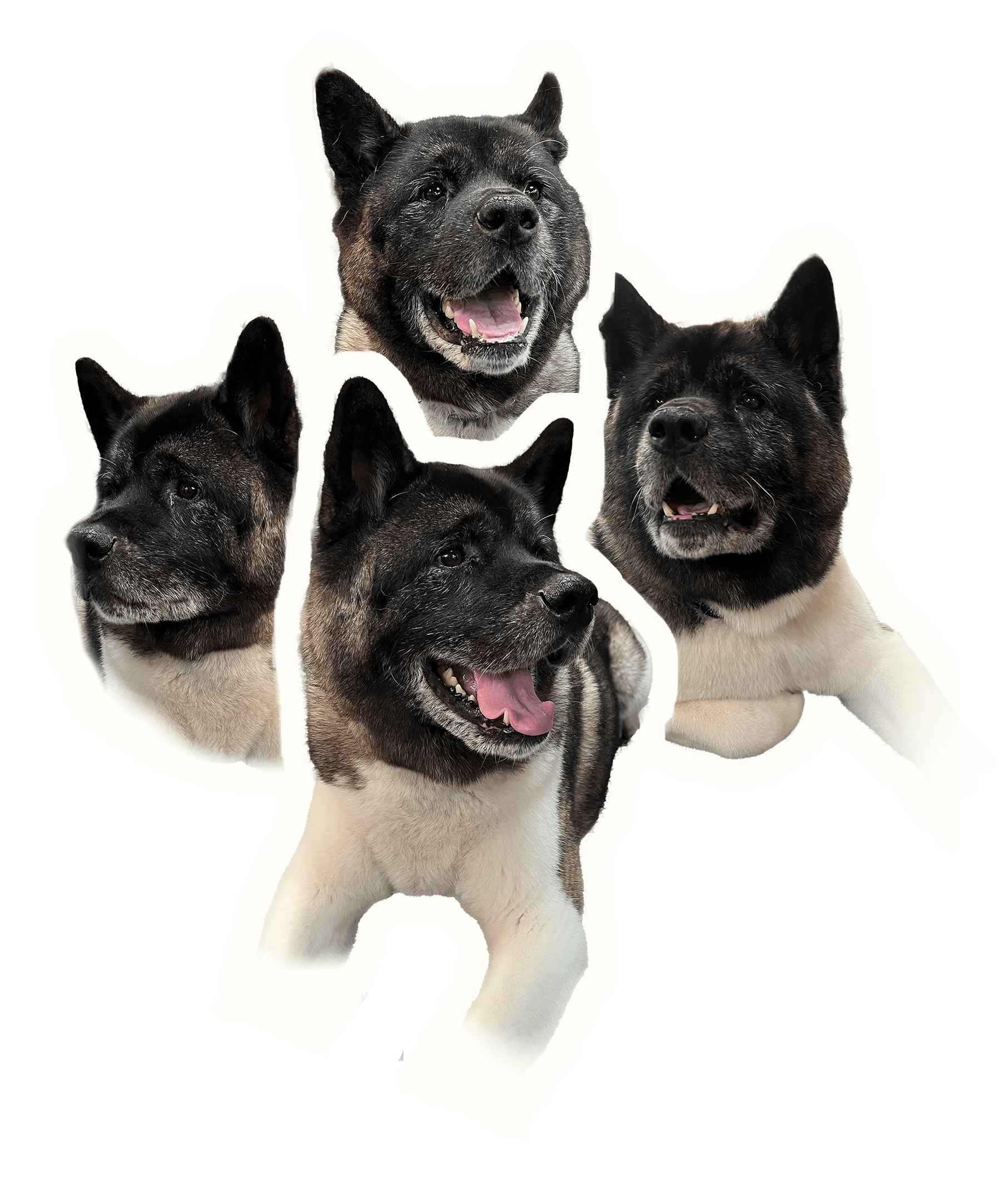 Four isolated portraits of Aki the Akita used in the poster