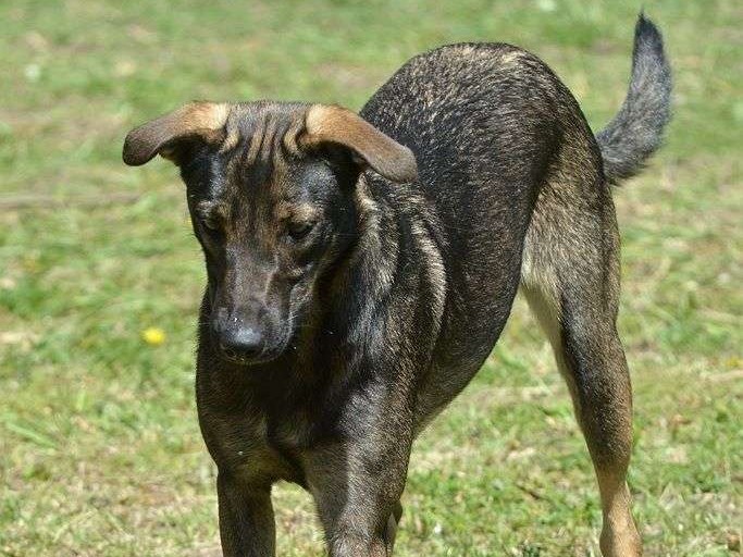 Nalani