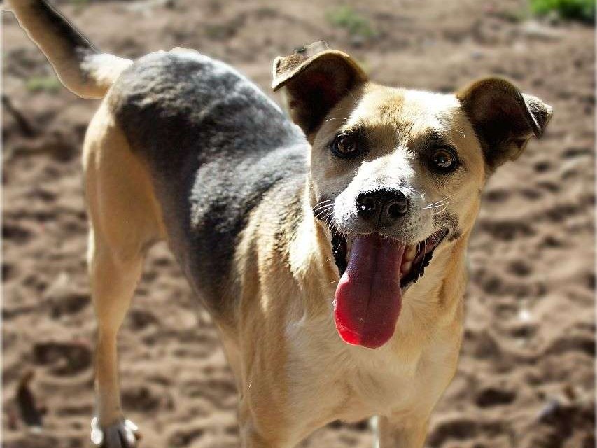 Zorba