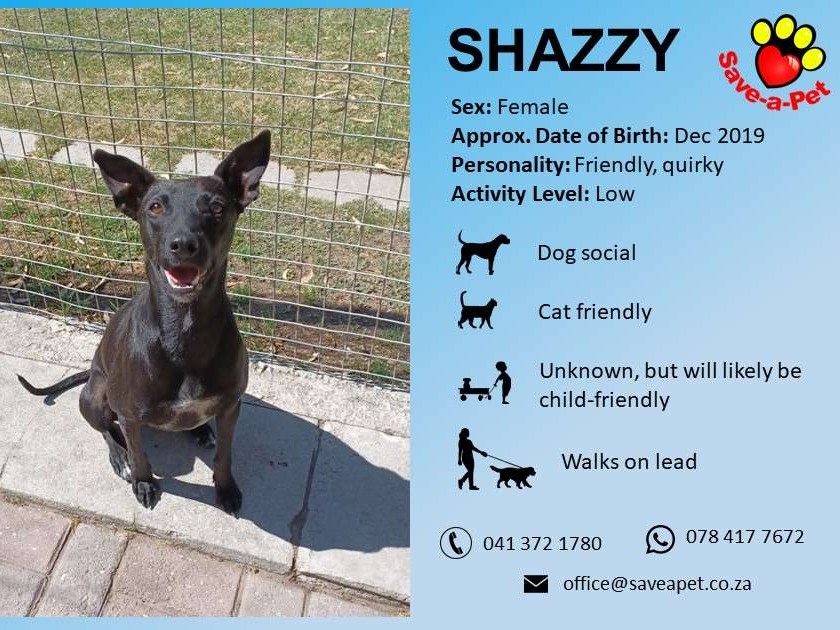 Shazzy