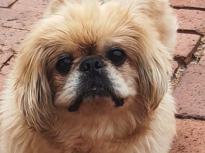 Gizmo