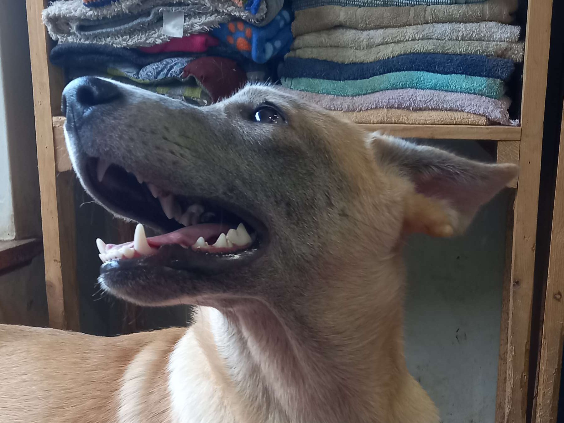 FIDO