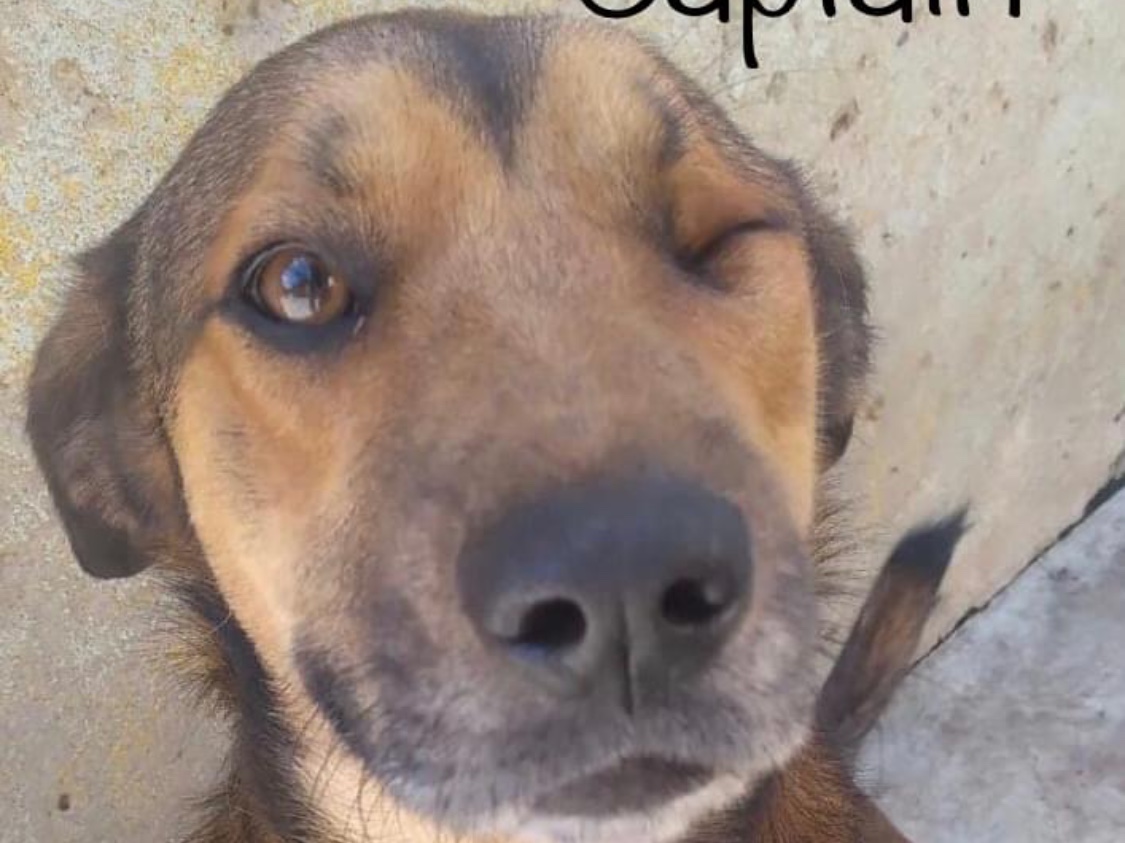 Captain