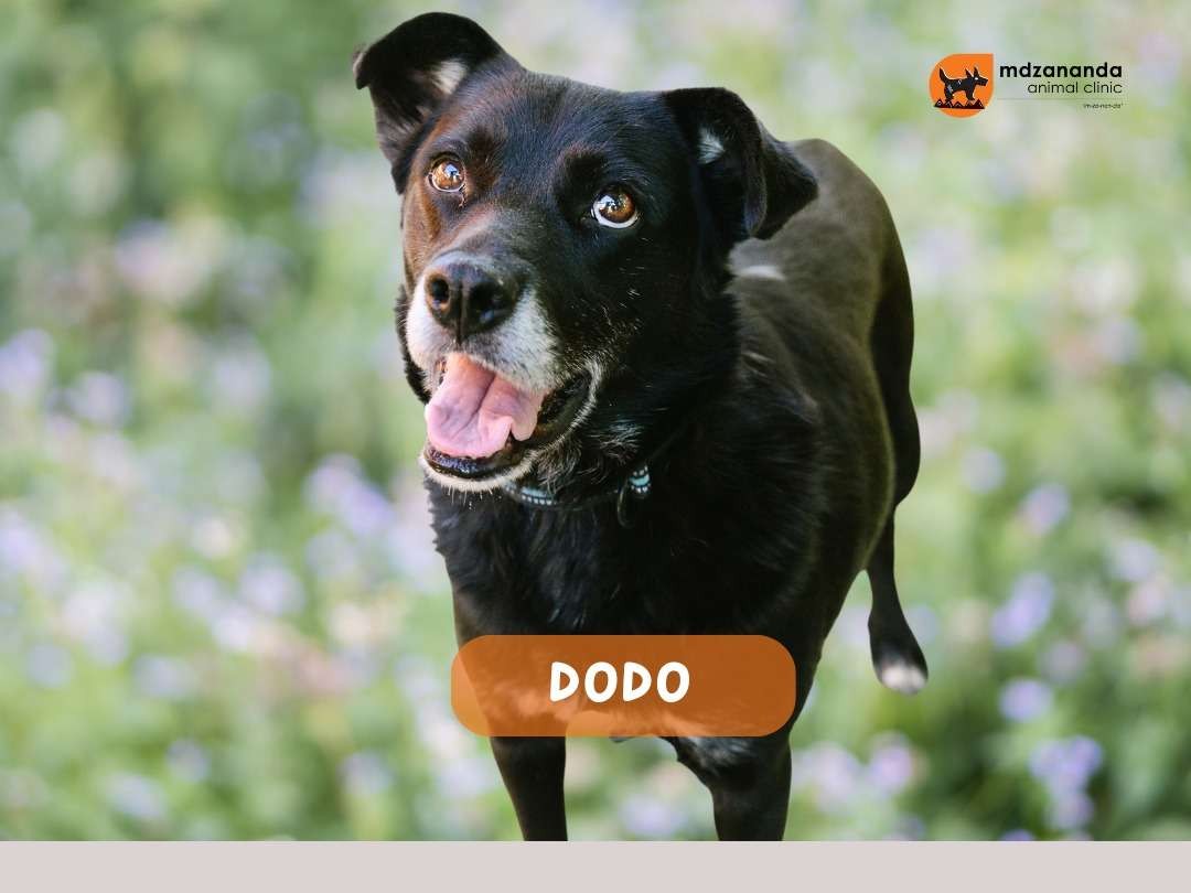 Dodo