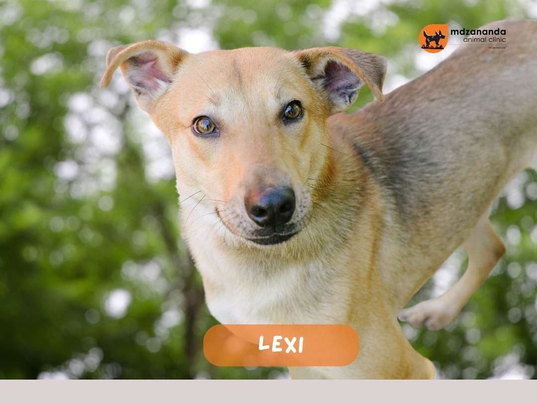 Lexi