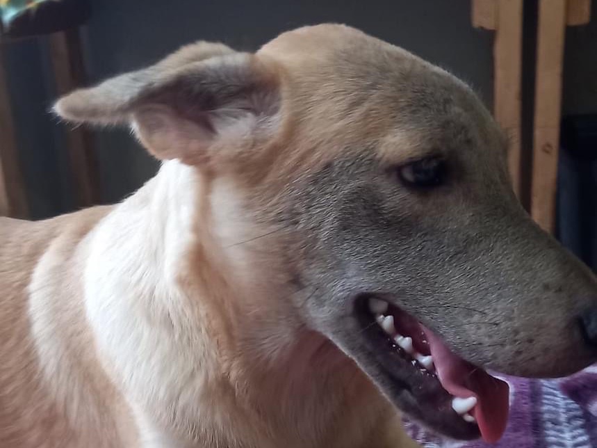 FIDO