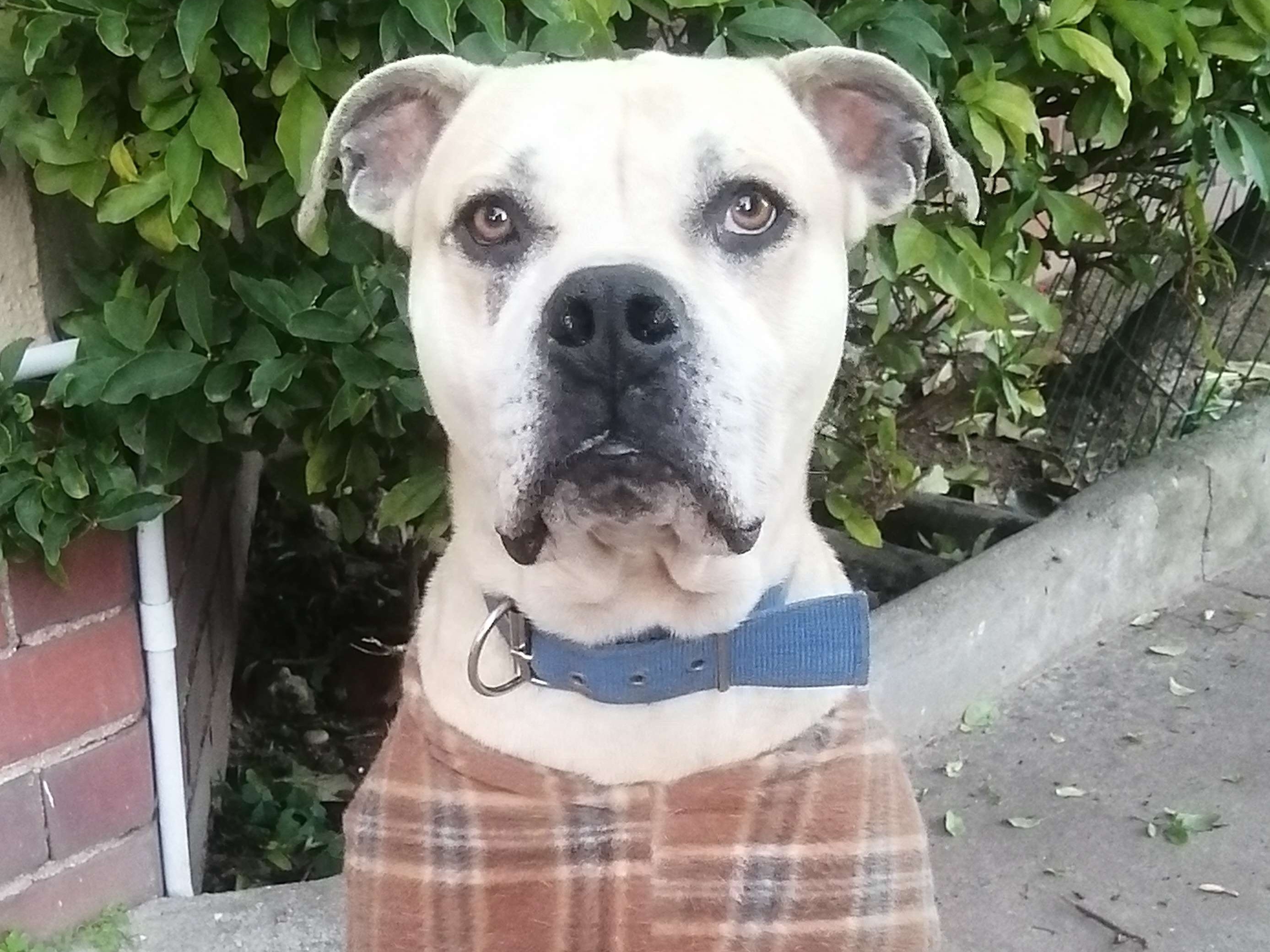 Junior 