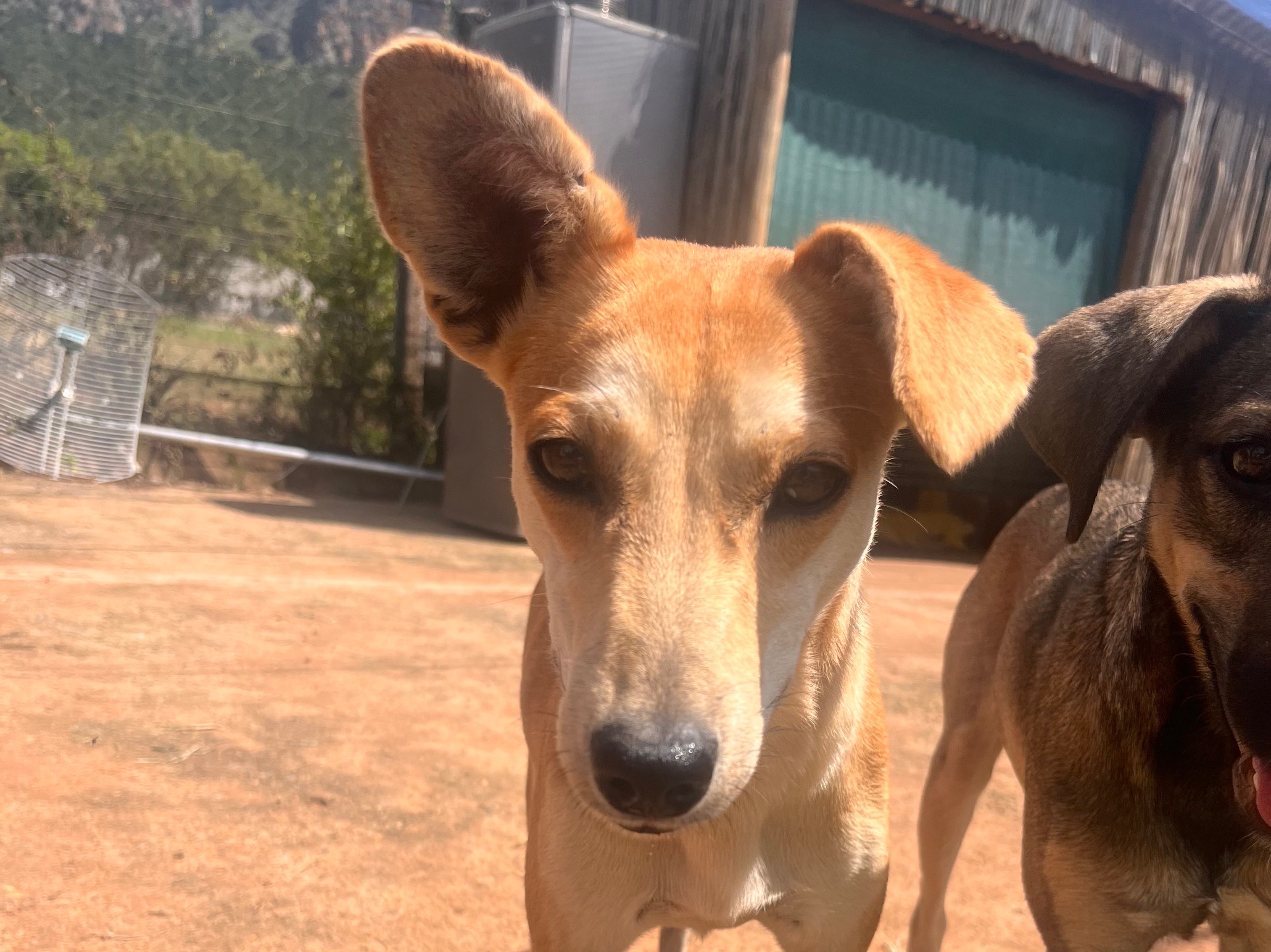 Kanzi