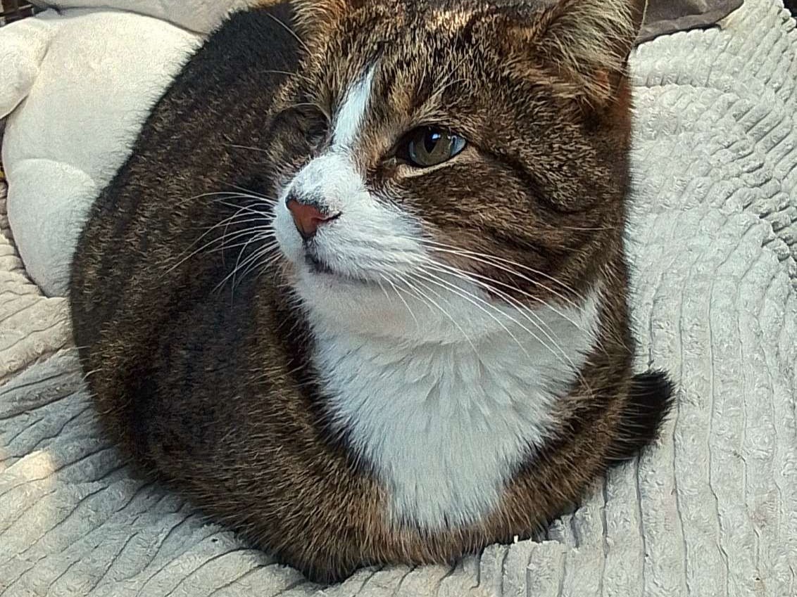 Vinnie