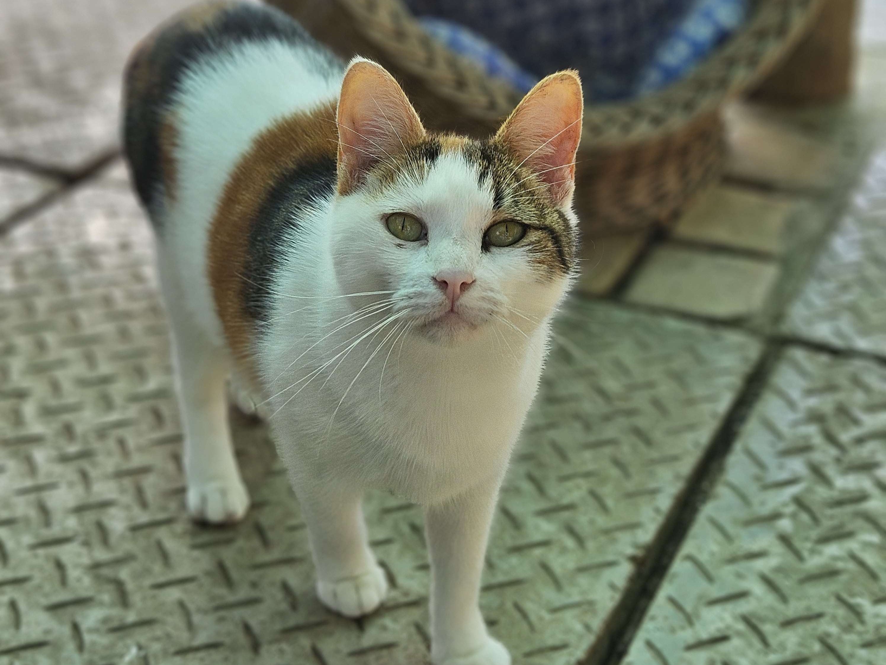 Farah