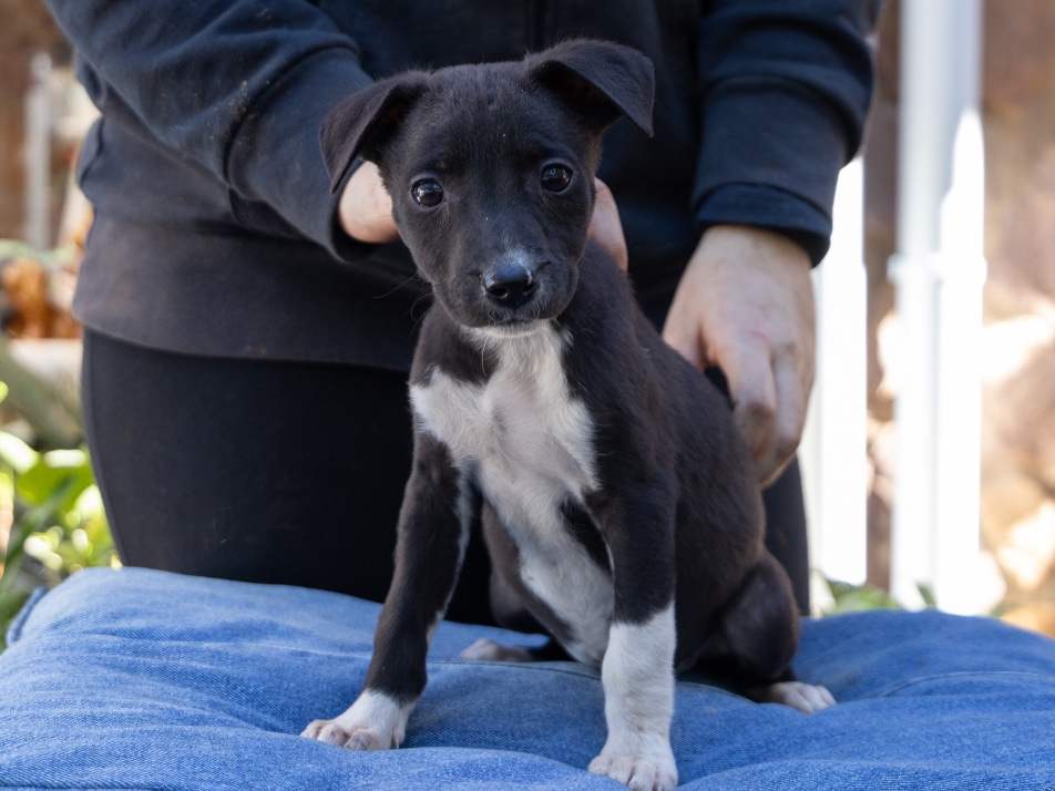 Xena 