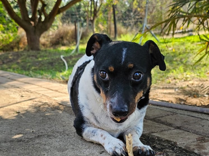 Toby