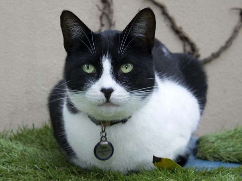 Oreo
