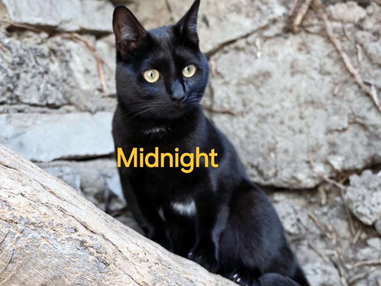 Midnight and Diane