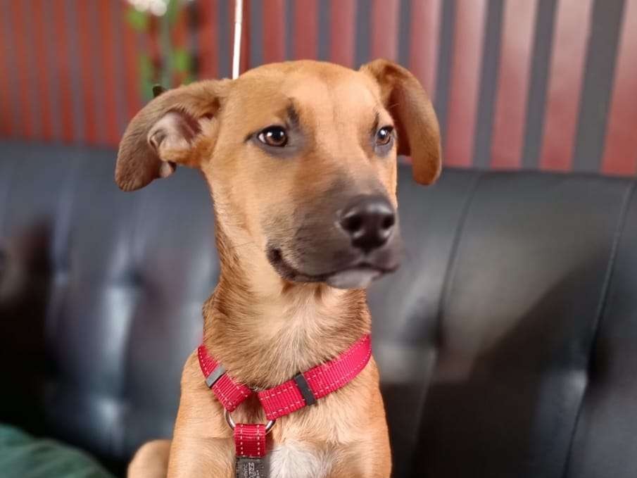 Pluto