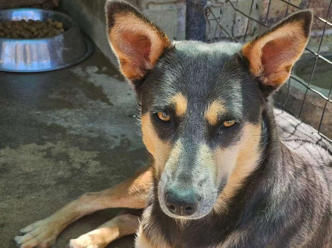 Blackie