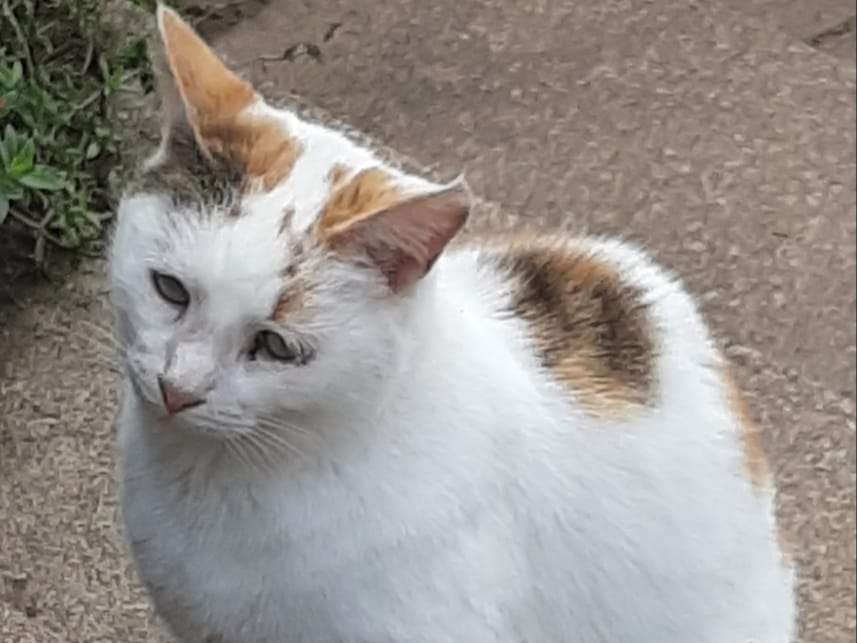 Patches 