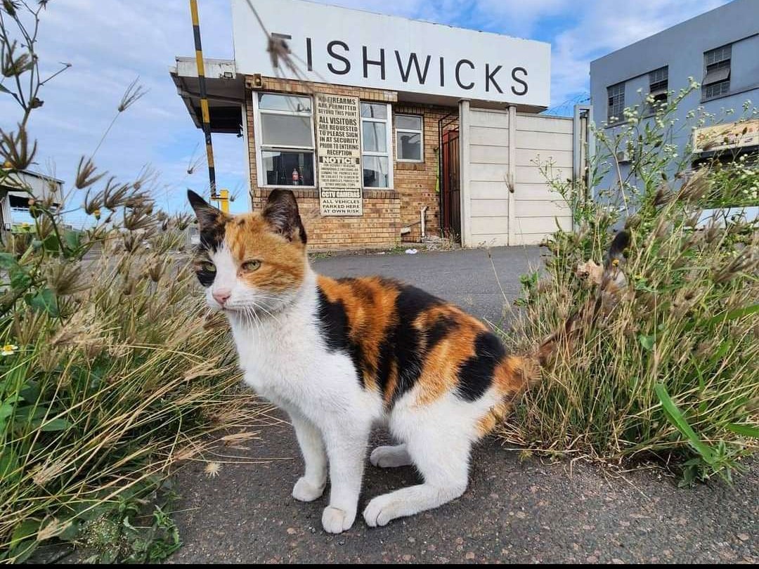 Mrs Fishwicks 