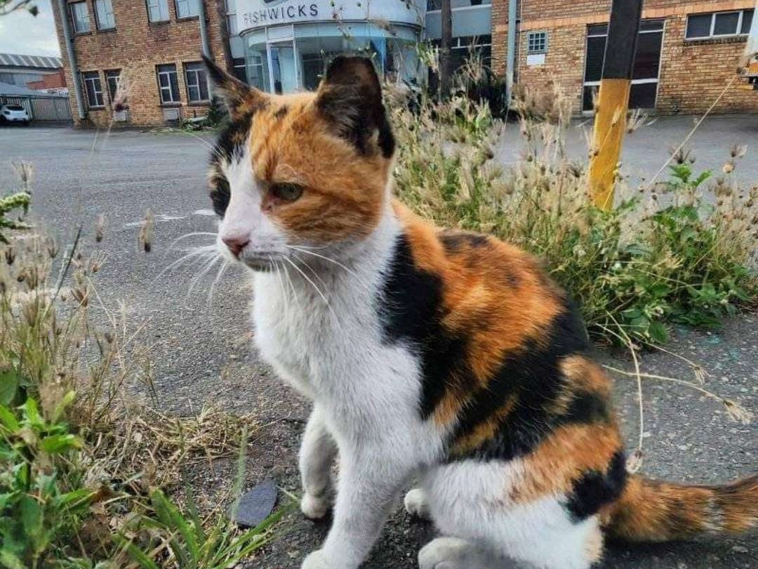 Mrs Fishwicks 