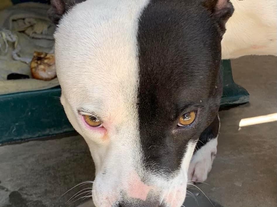 Domino