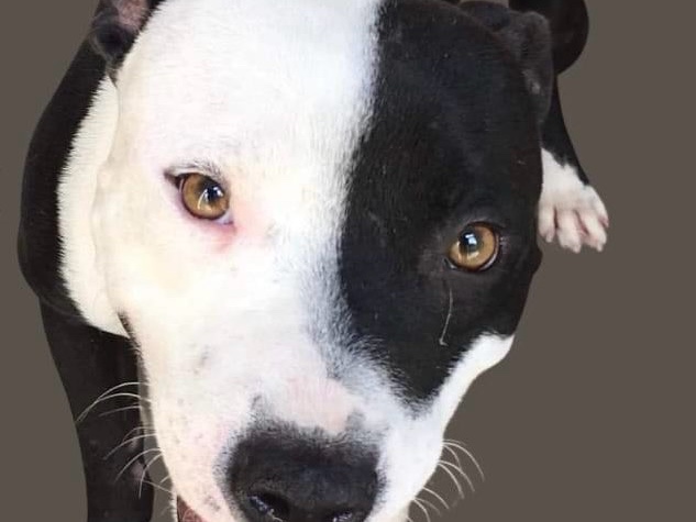 Domino