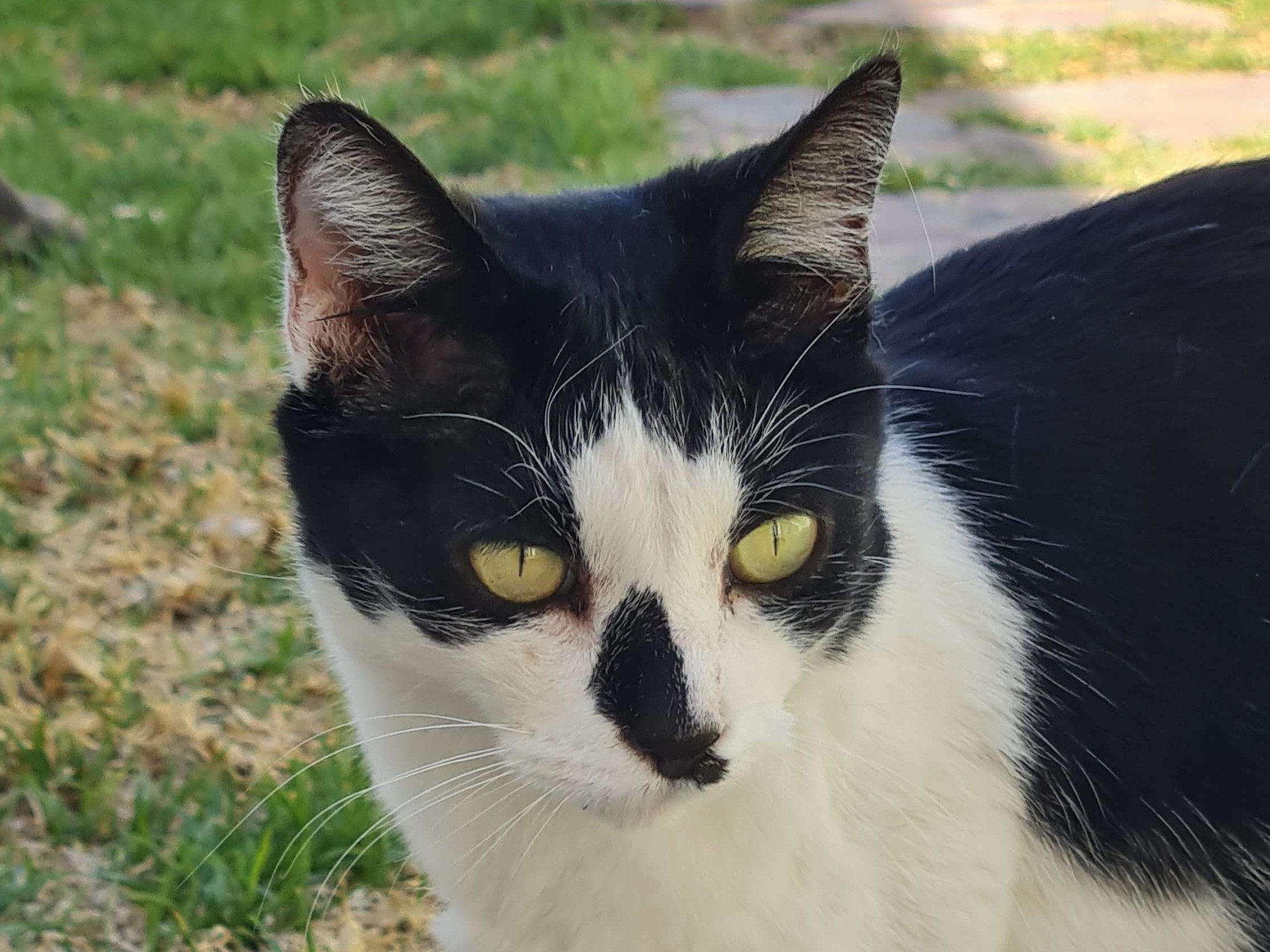Daisy