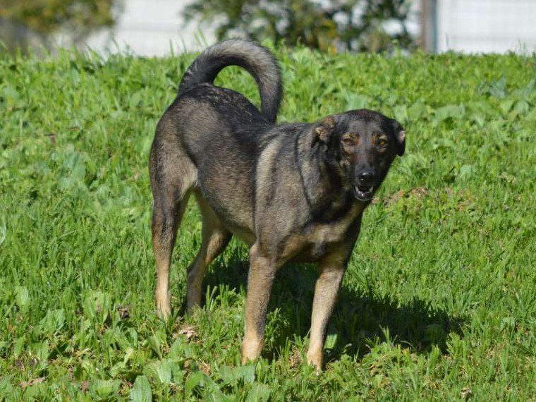 Nalani