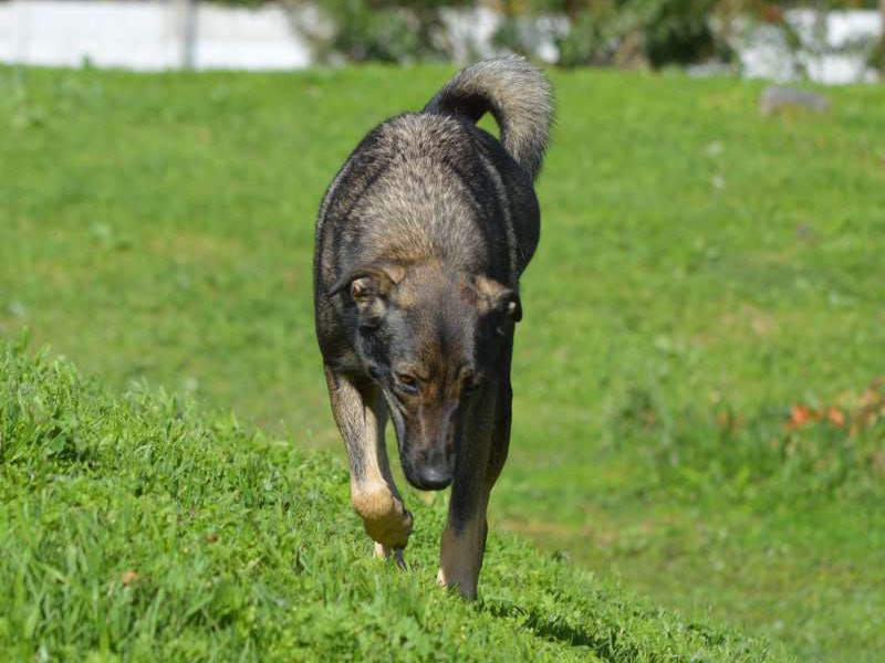 Nalani