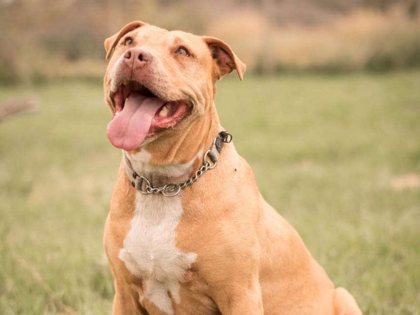 Nala