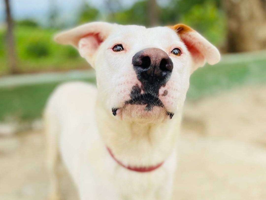 Pablo