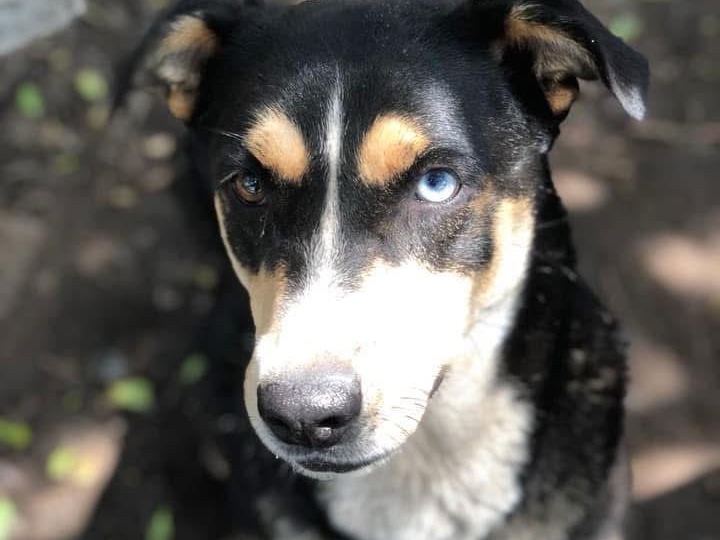 KIRA