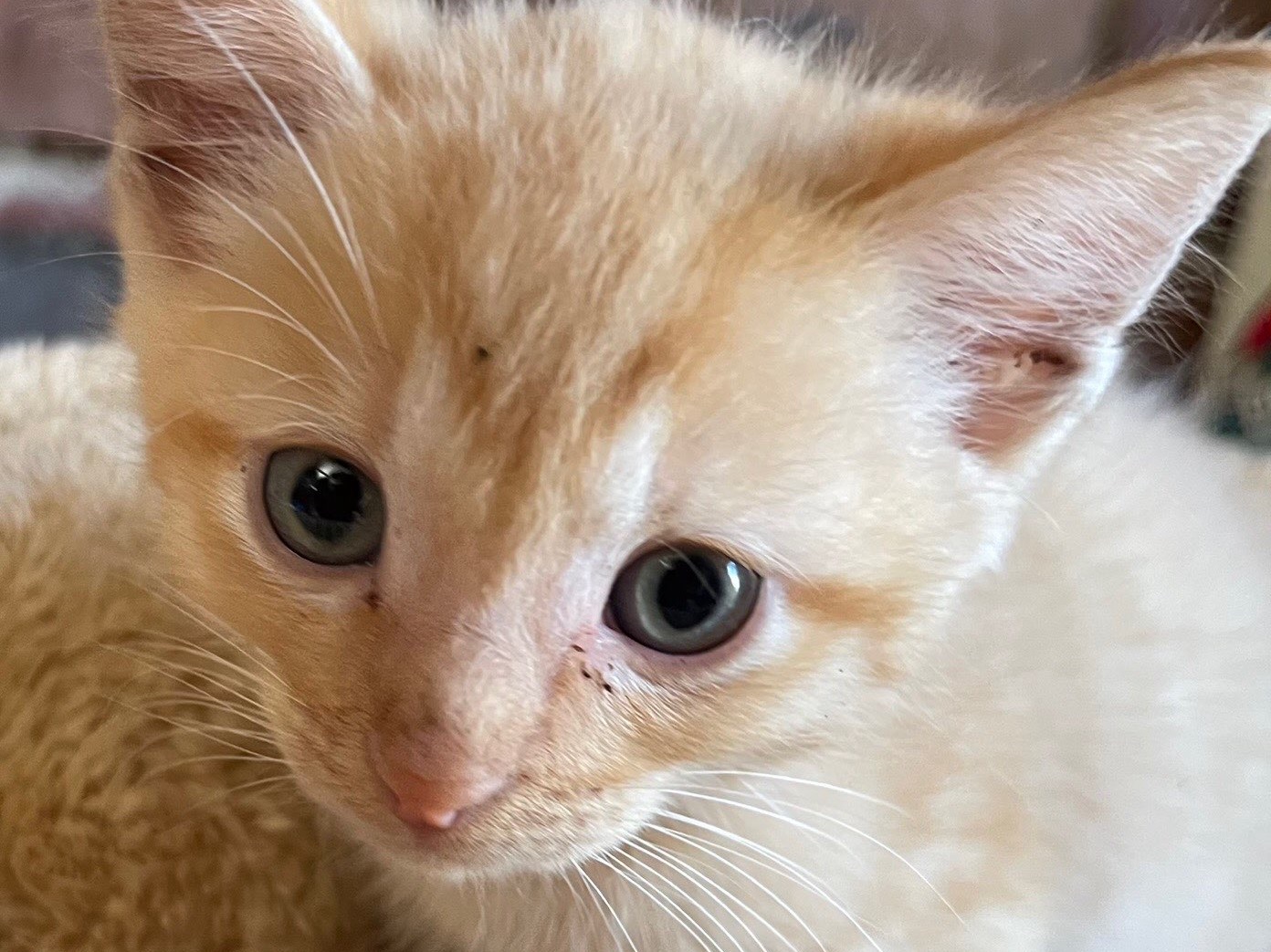 Ginger