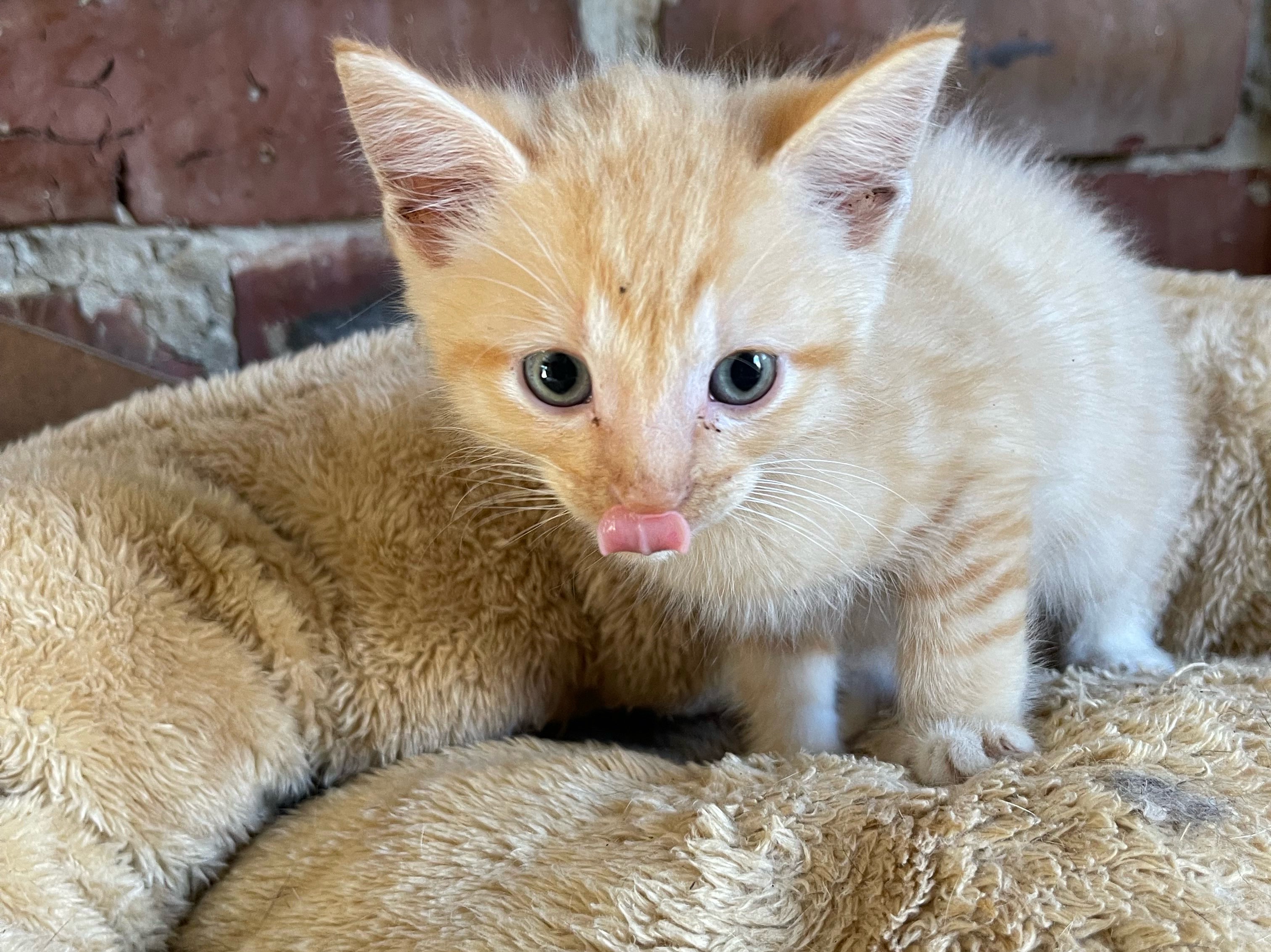 Ginger