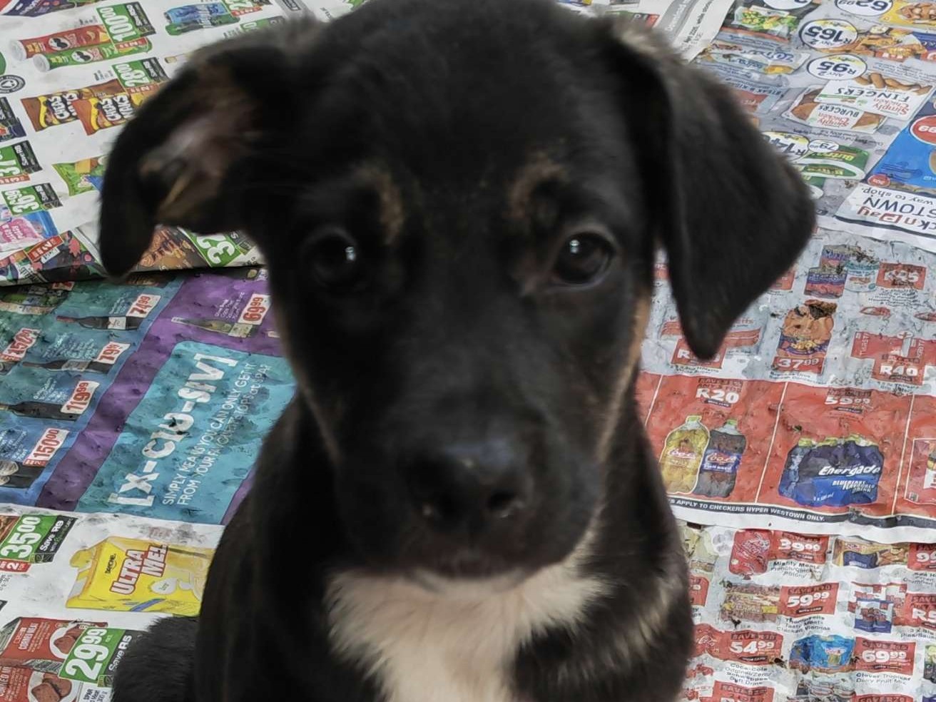 Scout