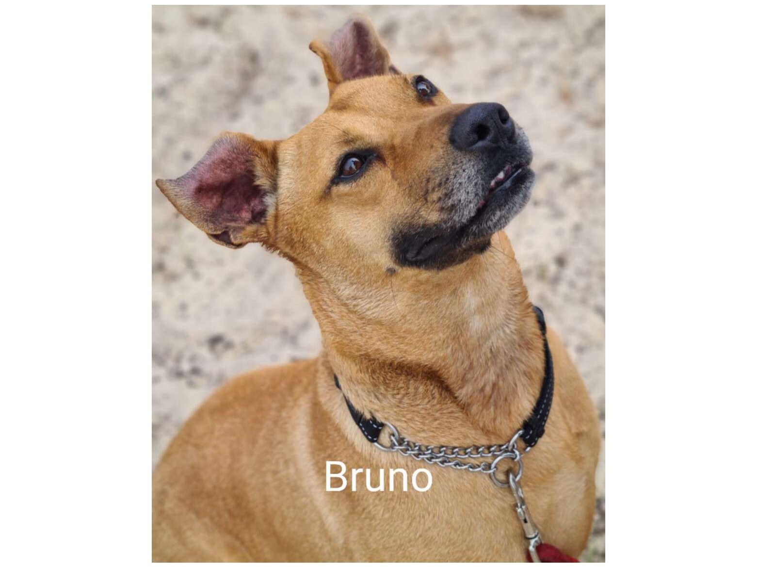 Bruno