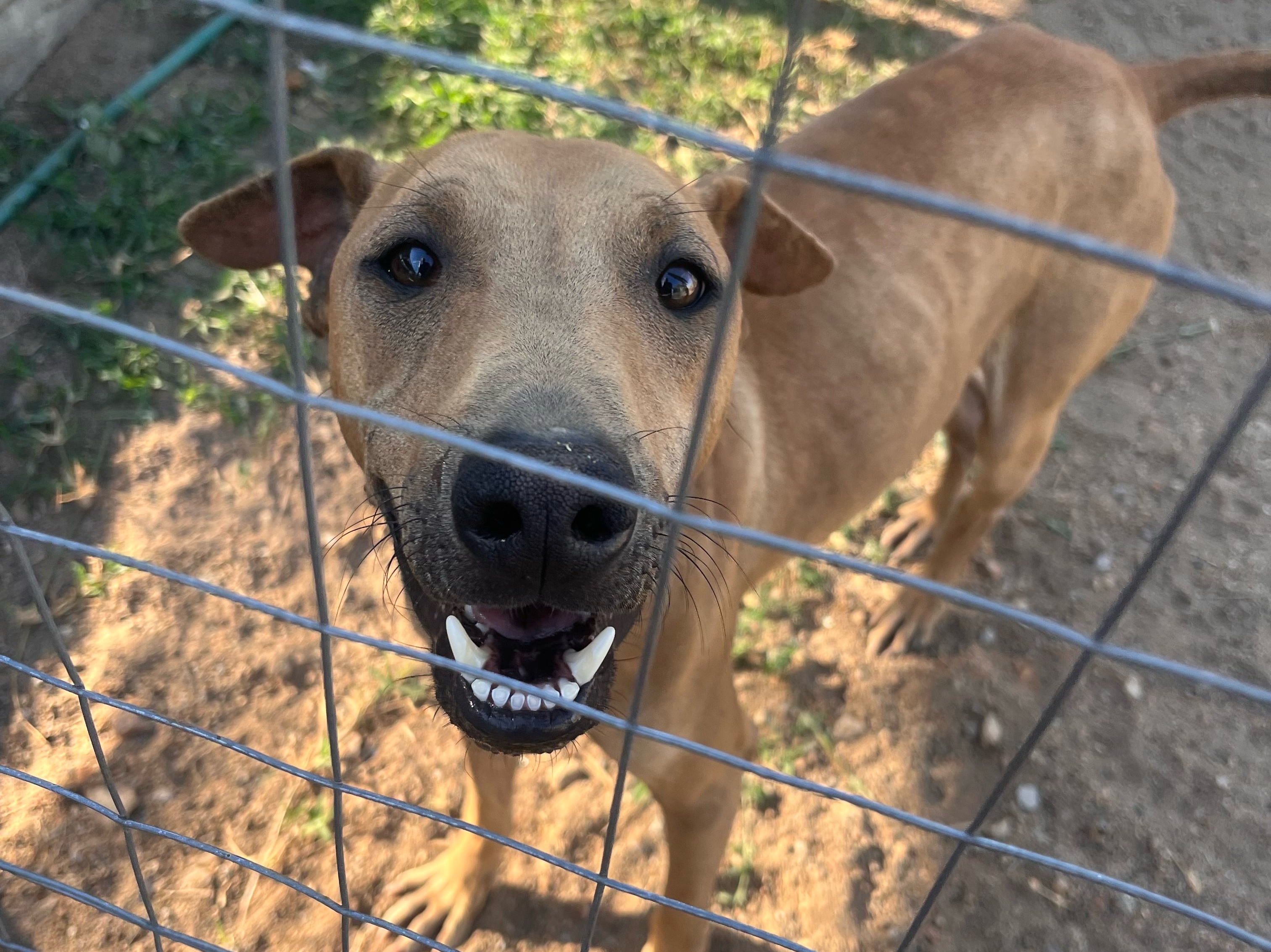 Dingo