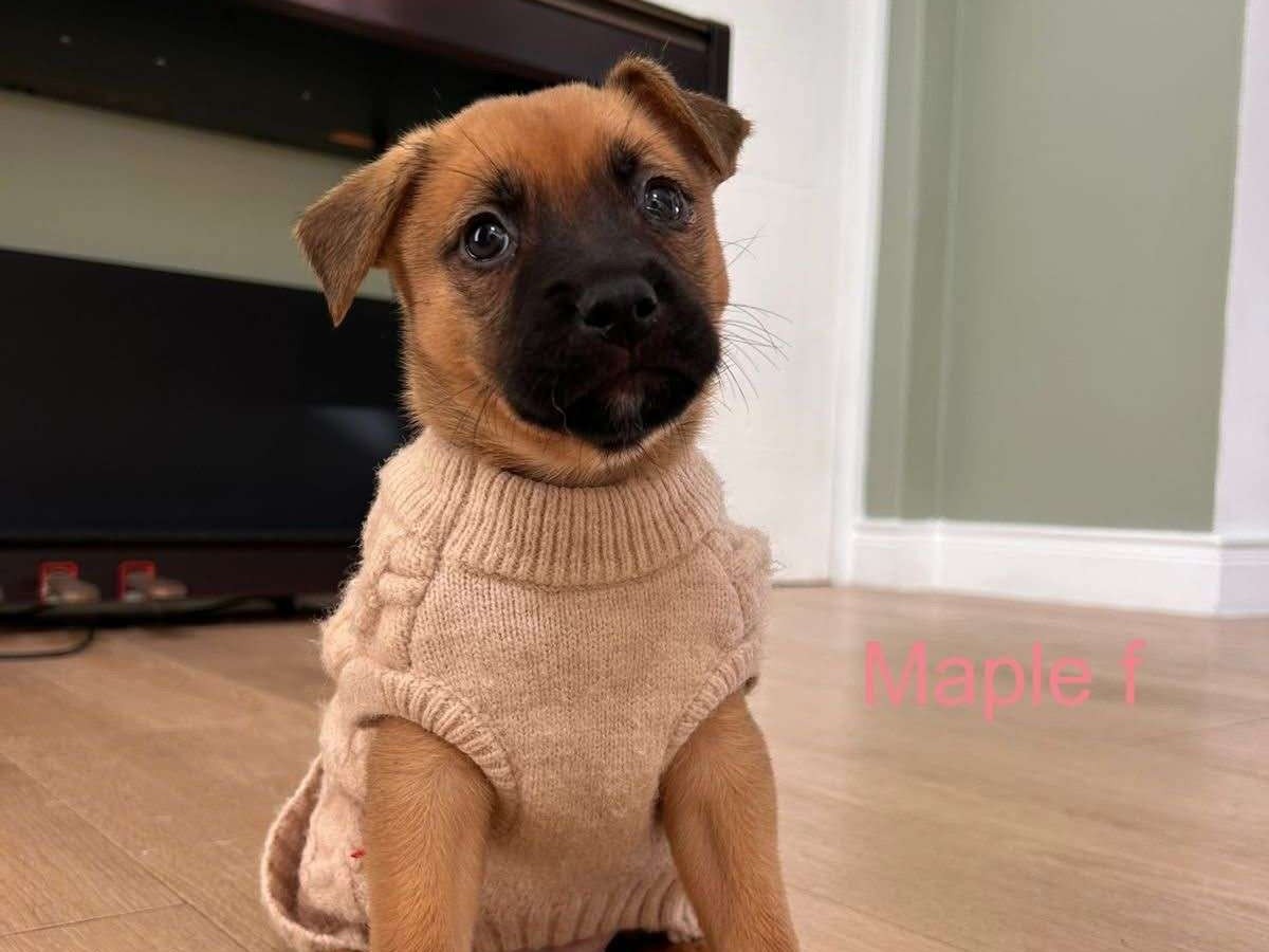 Maple 