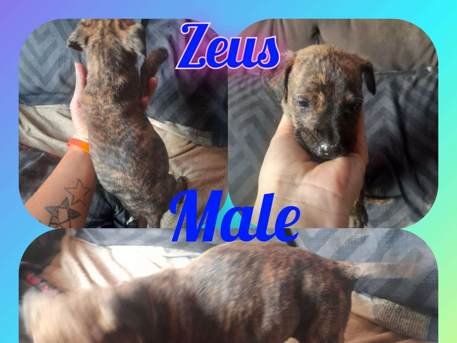 Zues