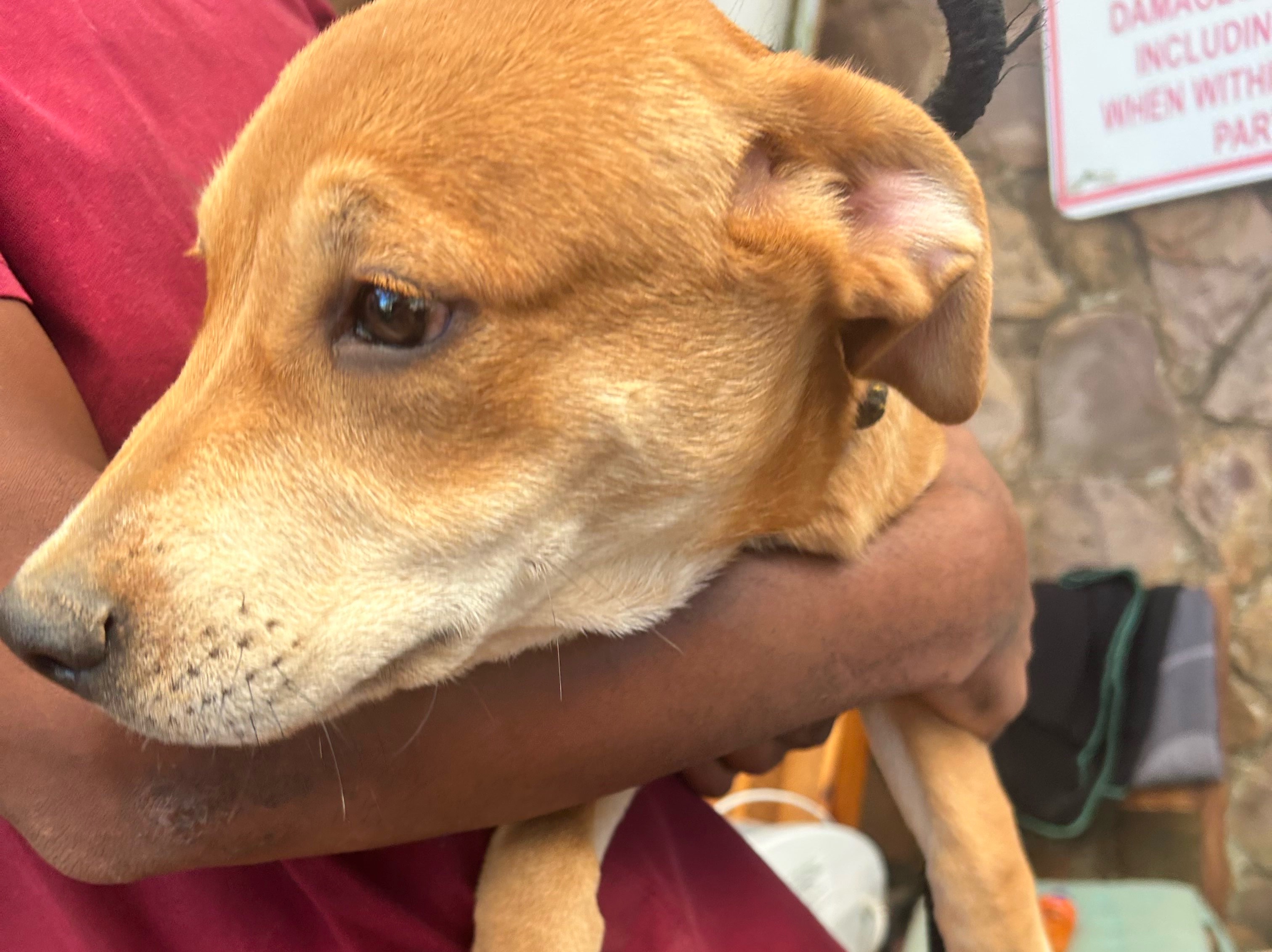 Iska (Iris pup) 🐶 