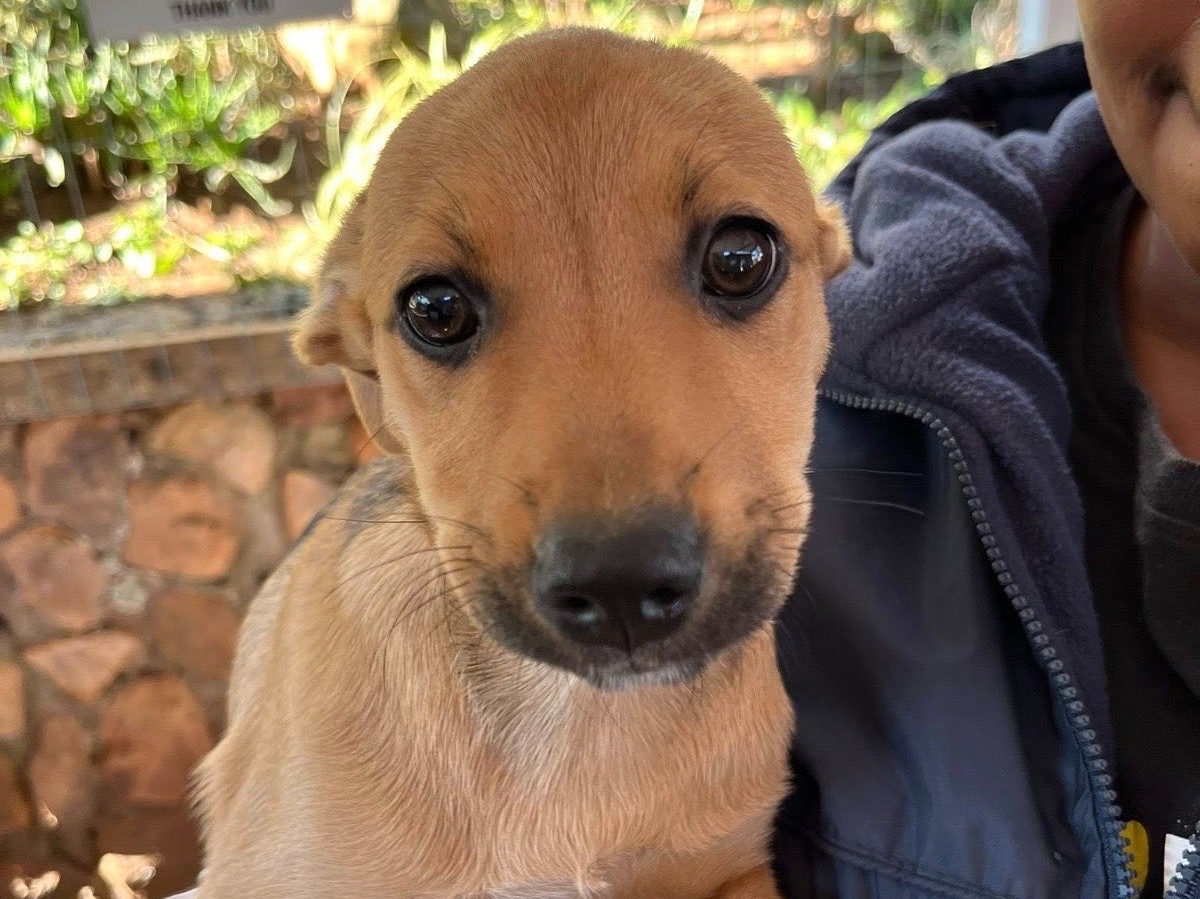 Petal 🥀 (Paisley Pup)