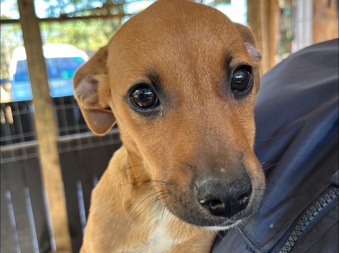 Petunia (Paisley Pup)