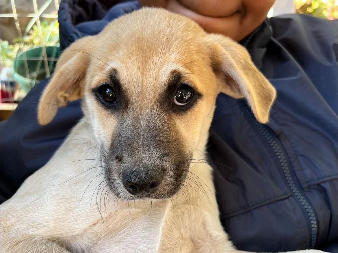 Takkie 👟(Toby Pup) 