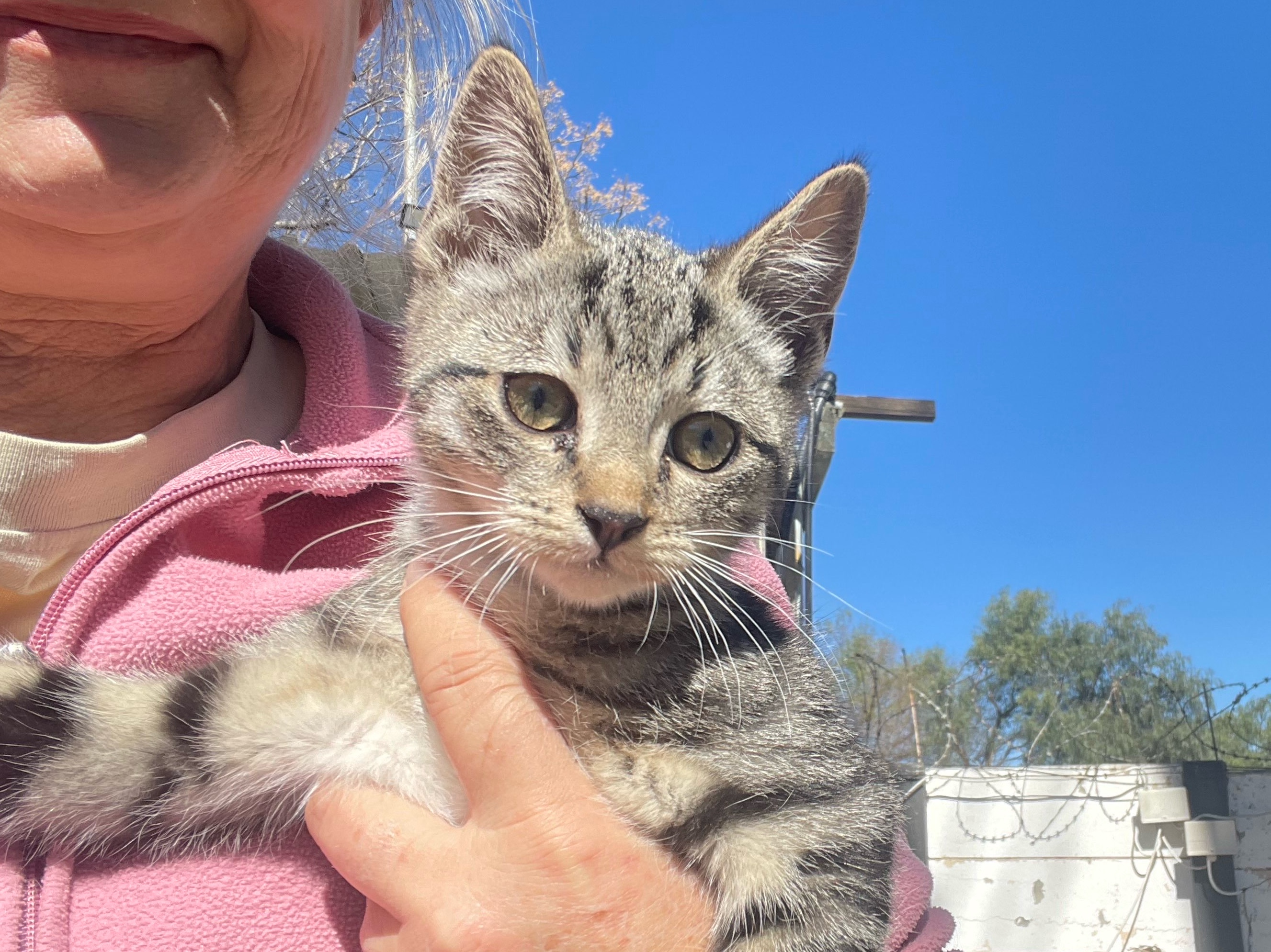 Kitsie