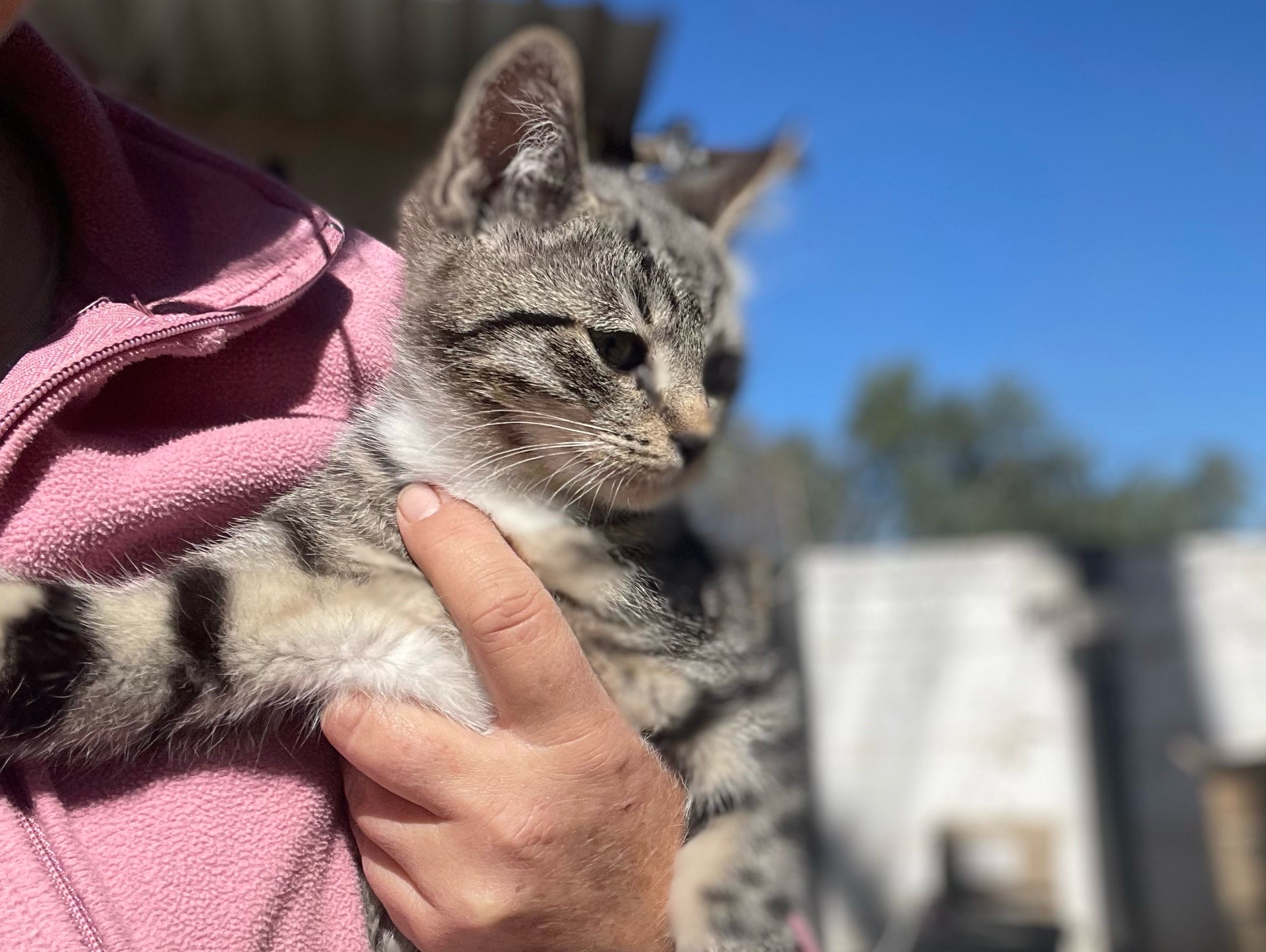Kitsie