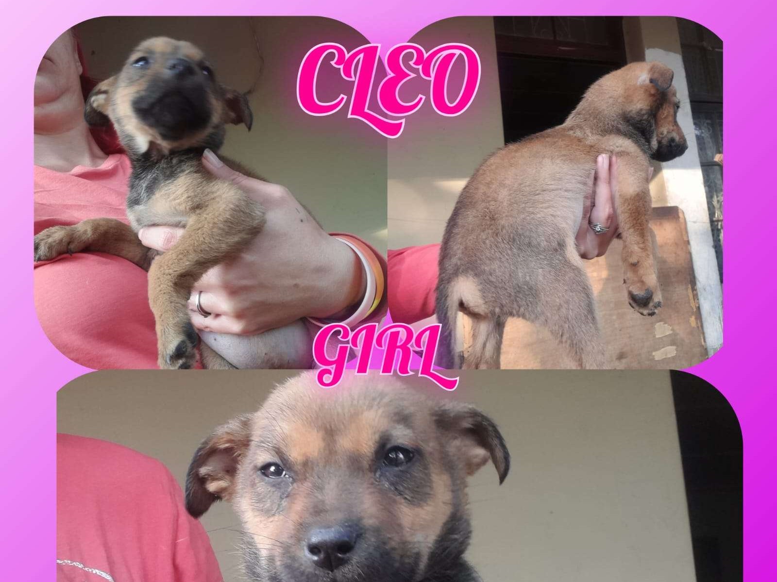 Cleo