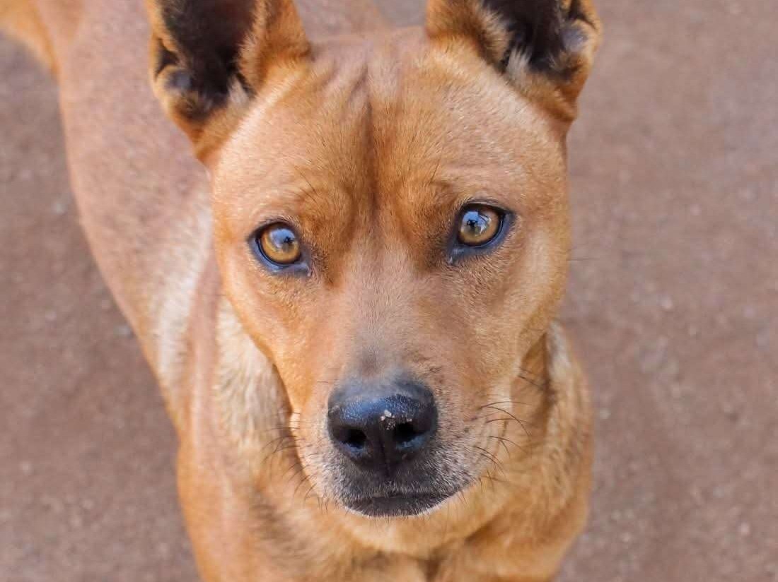 Vixen