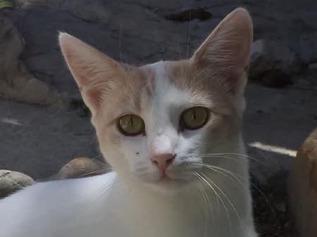 Mischa