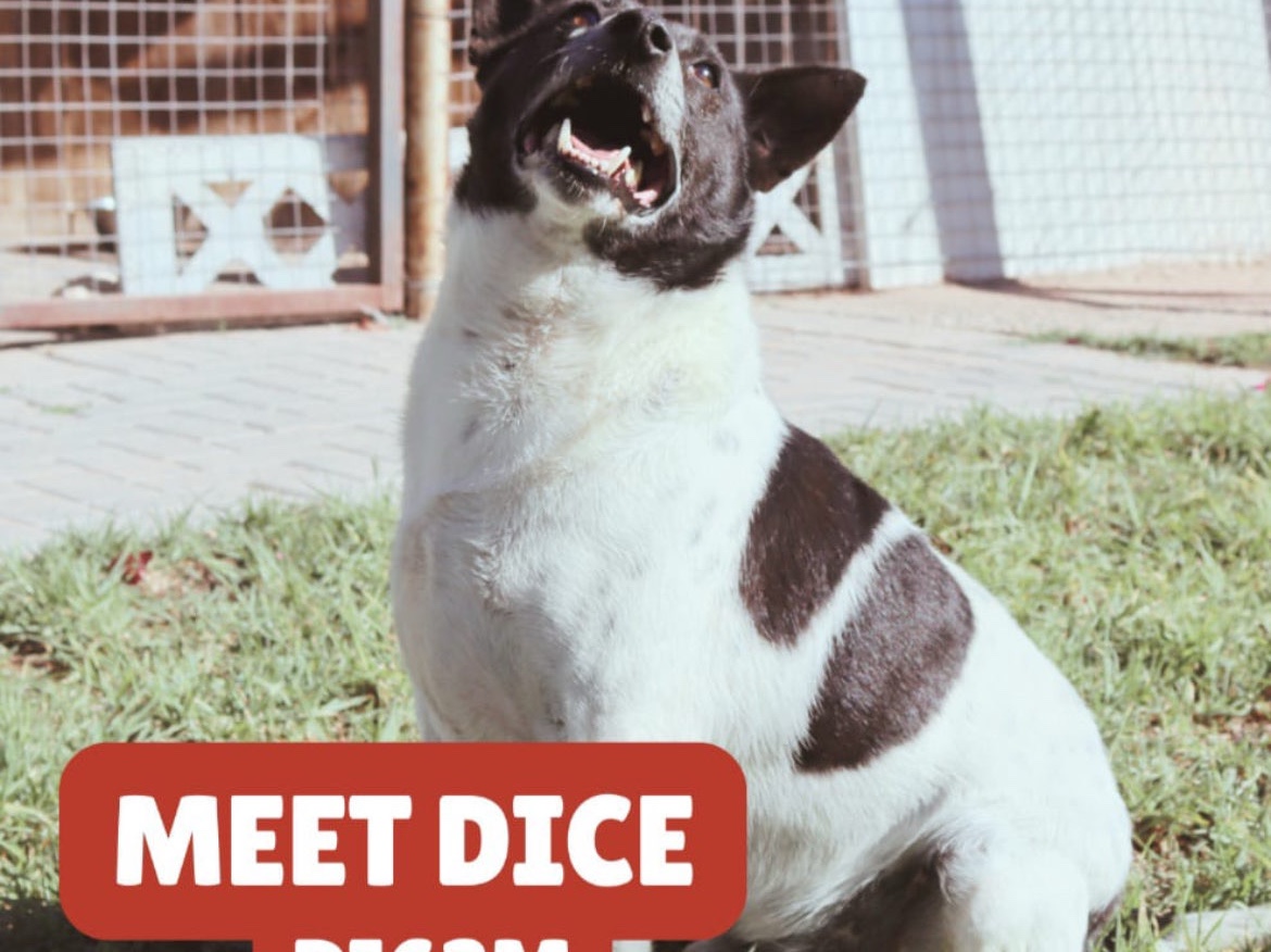 Dice