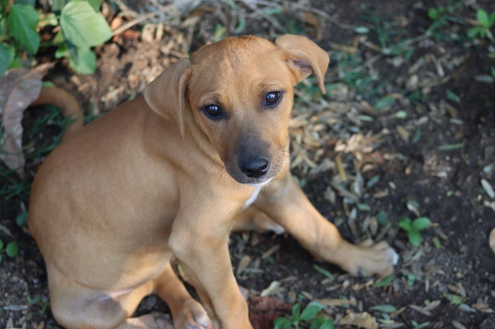 Skye