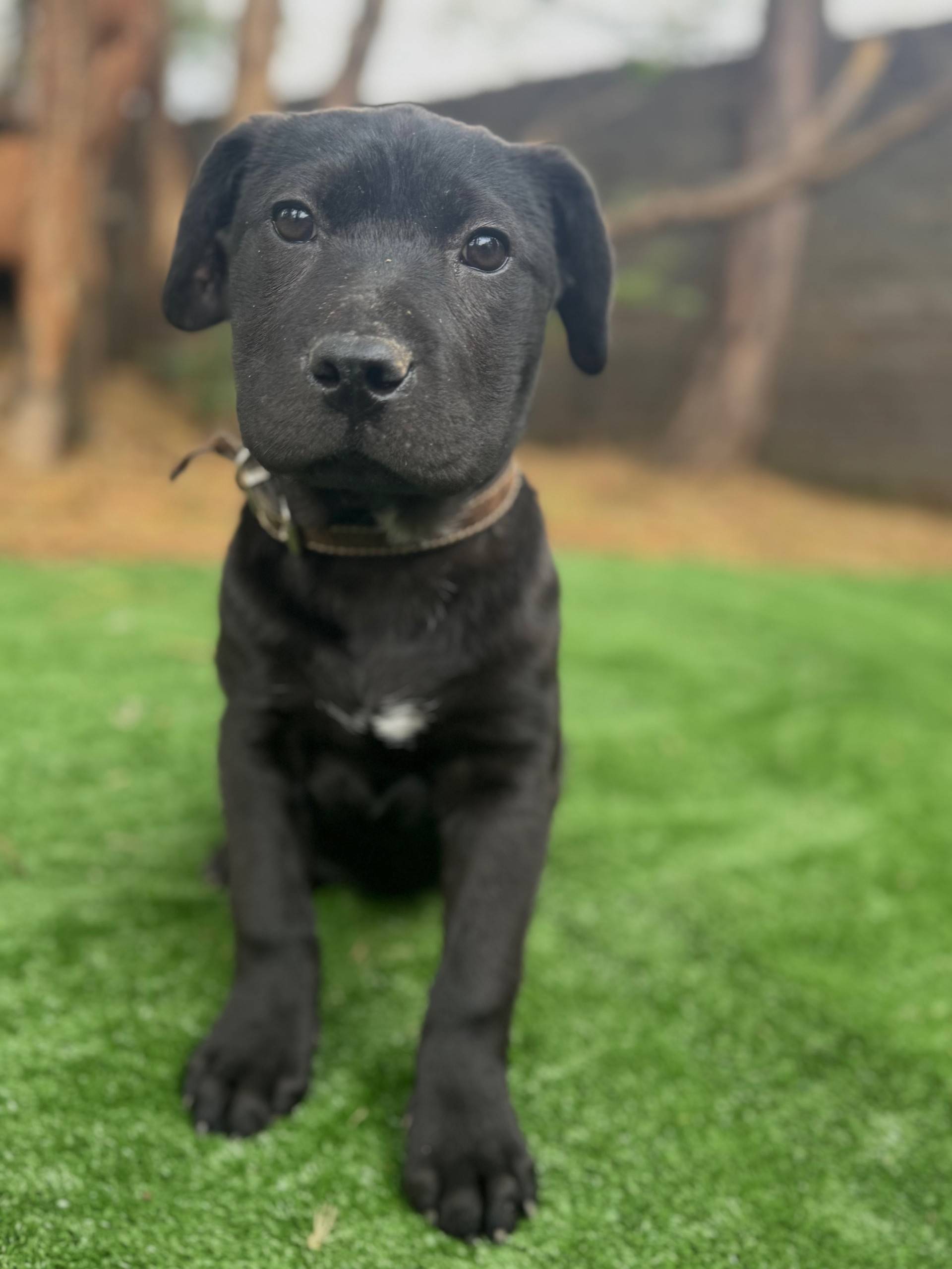 🐾 Bella